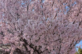 PXL_20260403_010139597