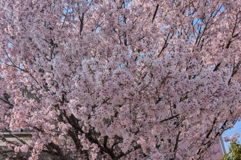 PXL_20260403_010139597